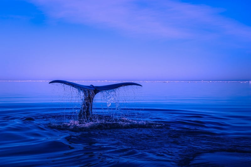 Humpback Whale